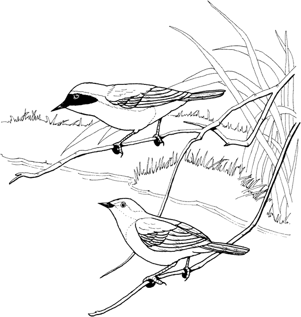 鸟类素描动物素描