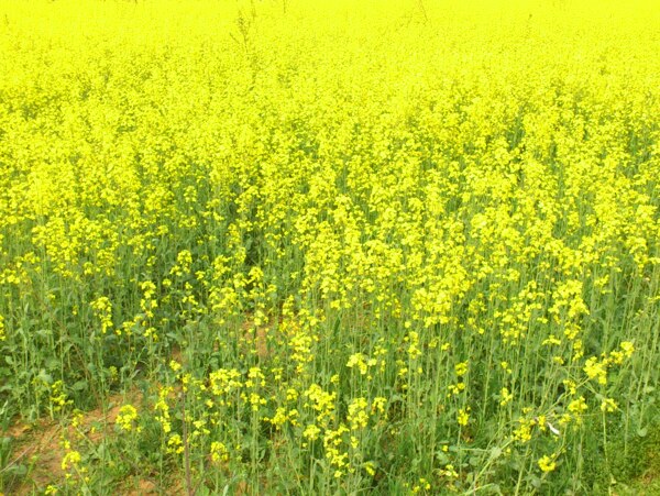 田園風圖片