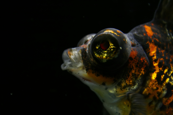 金魚(yú)圖片