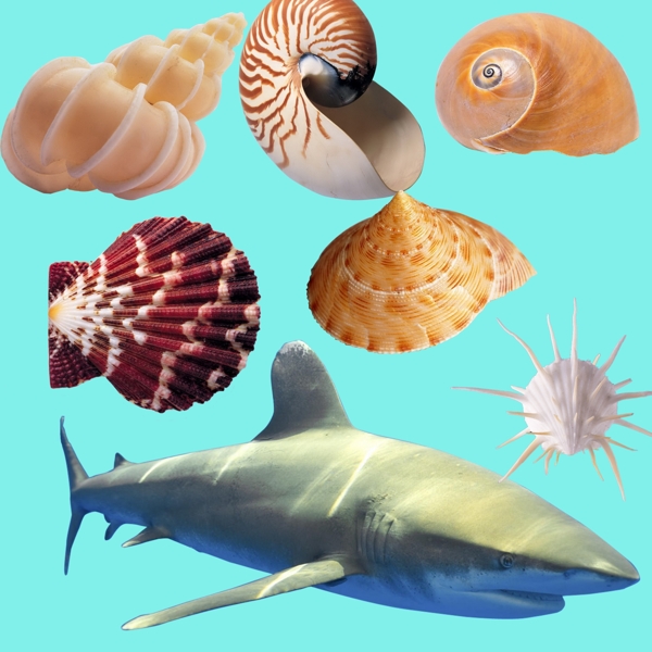 海螺扇貝鯊魚圖片