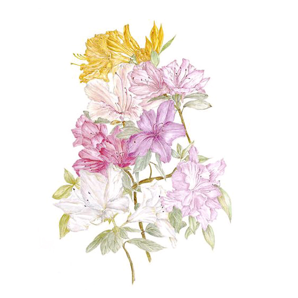 位圖植物寫意花卉花朵百合免費素材