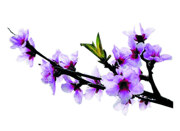 桃花圖片