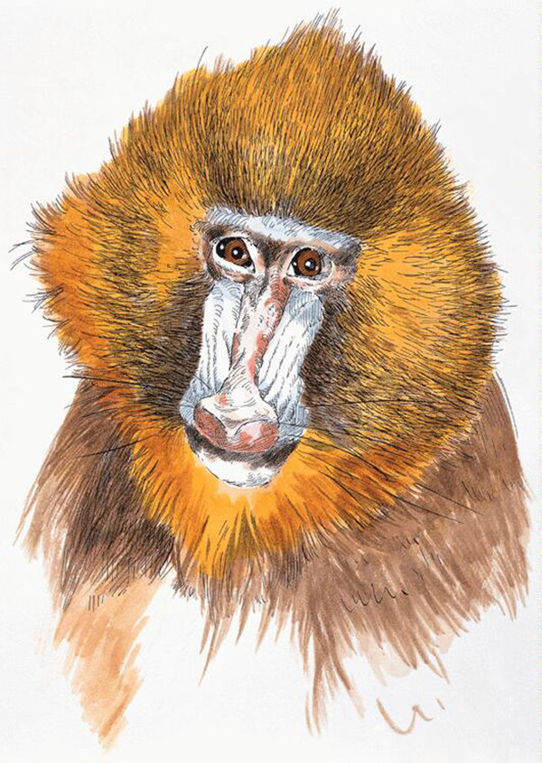 狒狒靈長動物動物插圖34