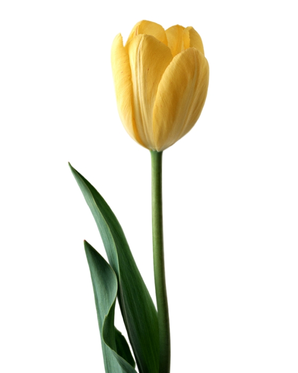 百合花0