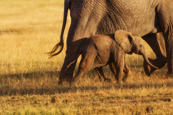 草地上的大象小象图片