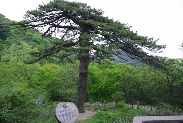 黑虎松圖片