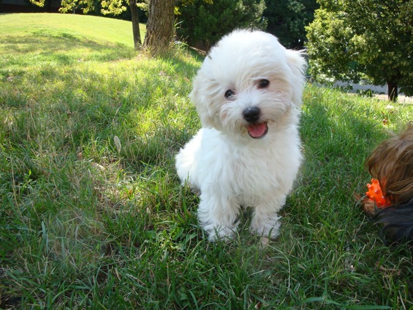 草地上的小白狗