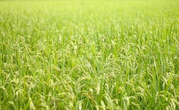 夏天的水田稻子水稻