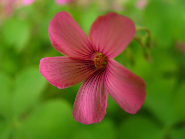 位圖寫實(shí)花卉植物花朵野花免費(fèi)素材
