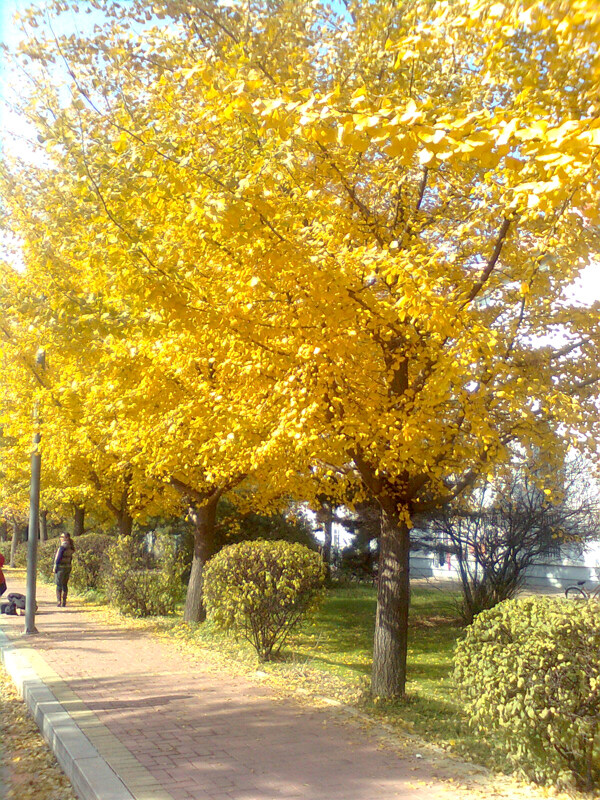 銀杏樹圖片