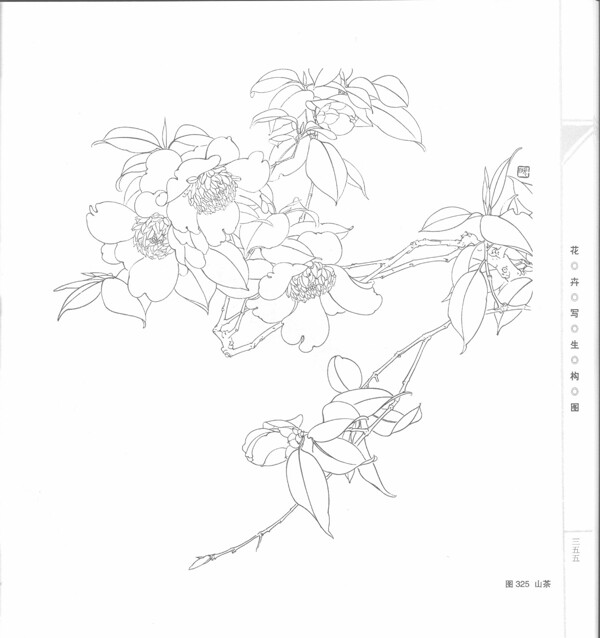 山茶手繪稿圖片
