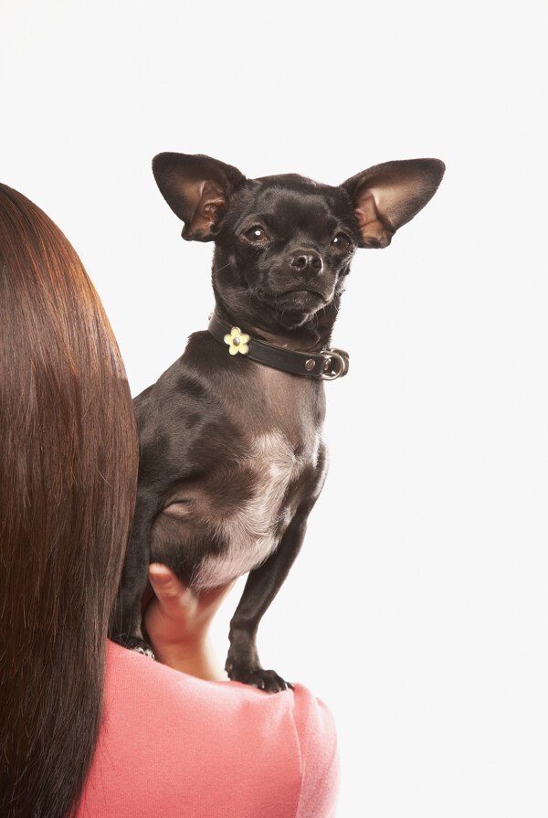 美女肩膀上的黑色狗狗图片