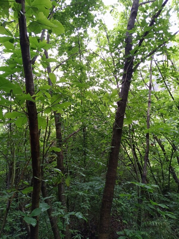 樹林