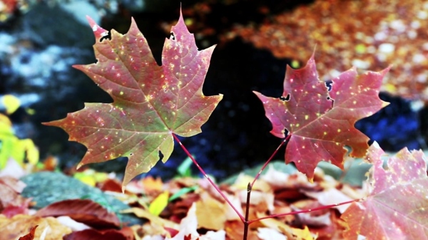 秋季枫叶景素材设计