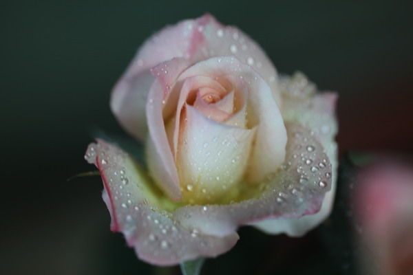 雨后月季花
