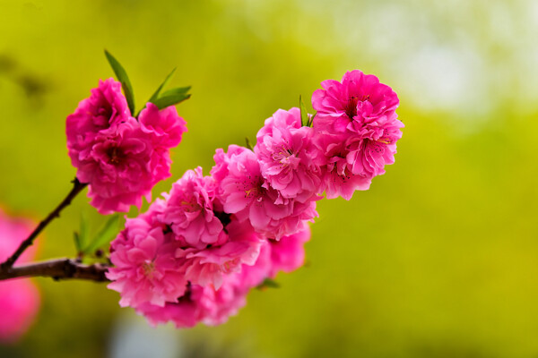 桃花