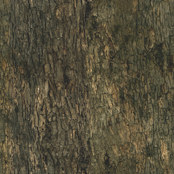 高精細(xì)椴樹Tiliaplatyphyllos帶貼圖