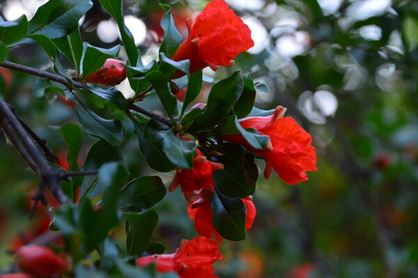 石榴花