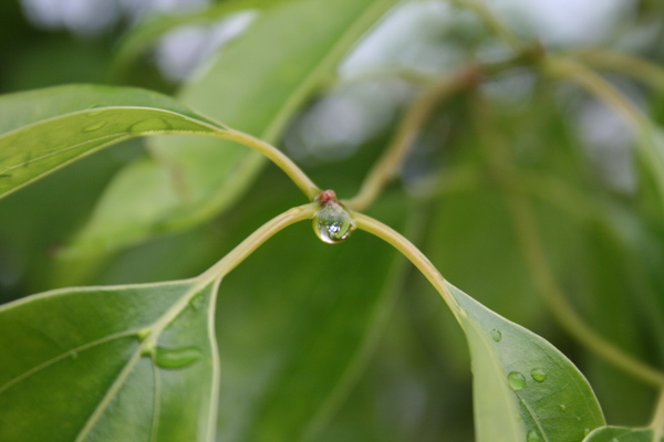 雨后圖片