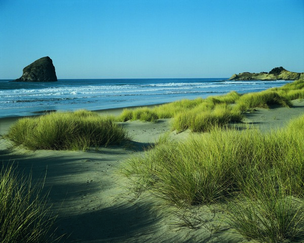 海滩边的草丛图片