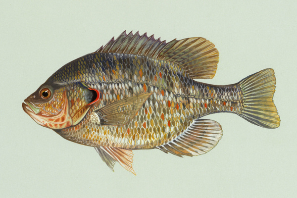 太陽魚手繪魚圖片