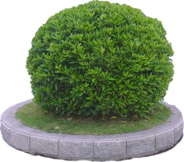 去底的PSD植物圖片