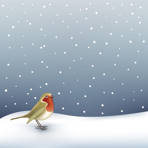 雪地中的知更鸟鸫欧亚鸲图片