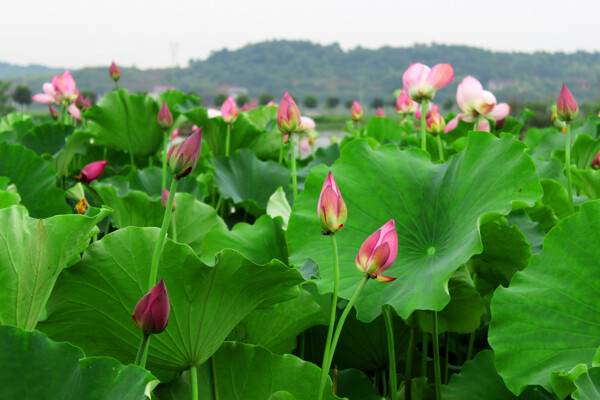 夏日荷花