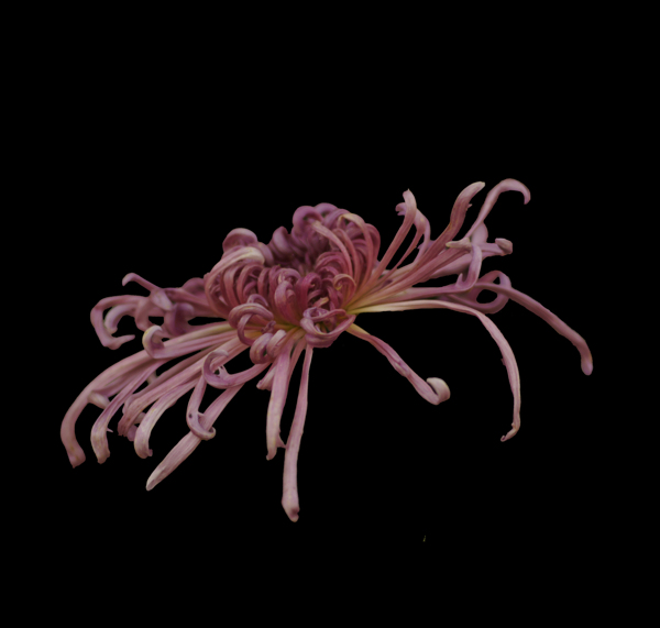 位圖植物花朵菊花免費(fèi)素材