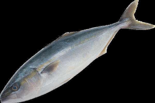魚素材圖片