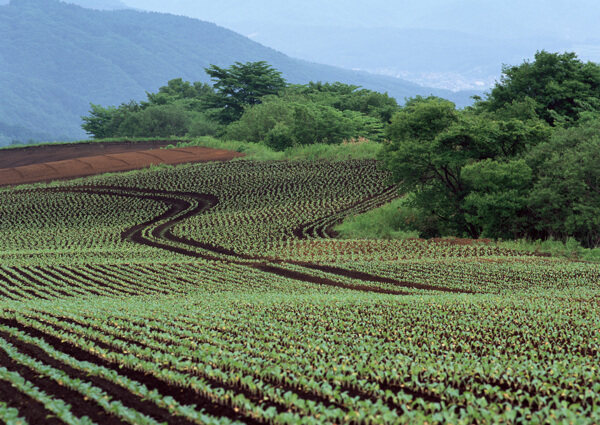 農(nóng)田