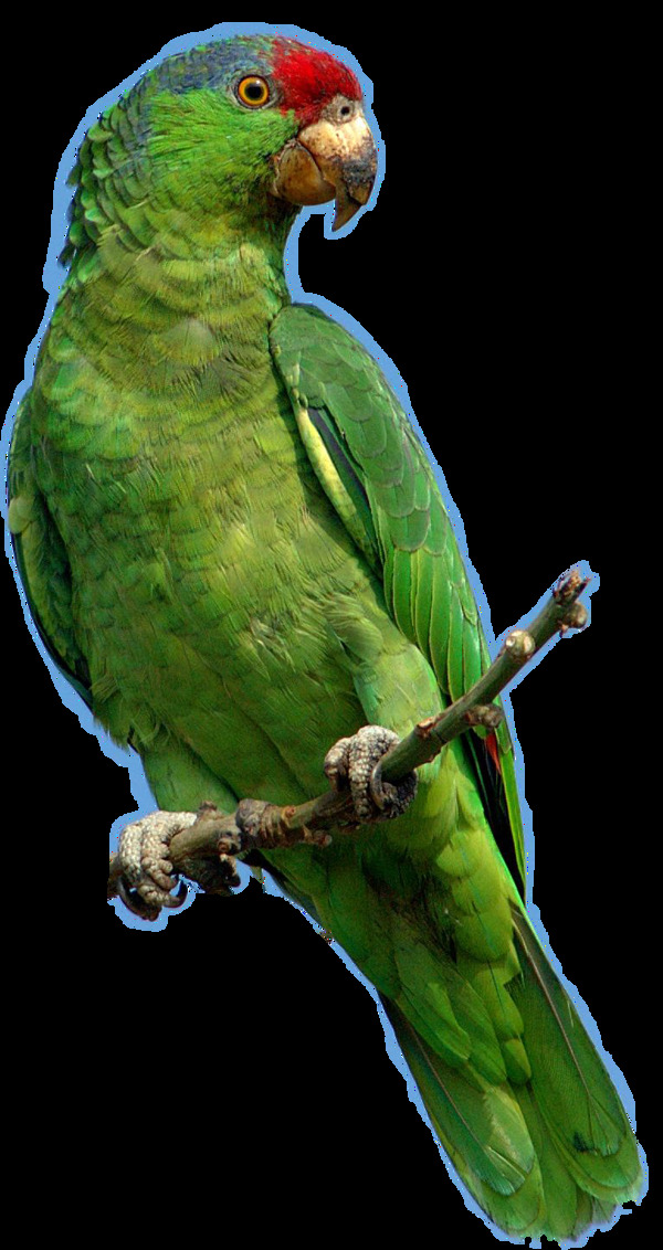 站树枝上的绿色鹦鹉免抠png透明图层素材