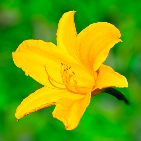 位圖植物攝影寫(xiě)實(shí)花卉花朵百合免費(fèi)素材