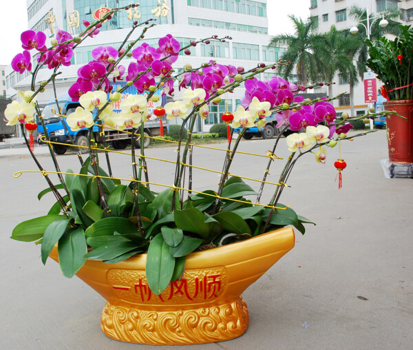 過(guò)年的花圖片