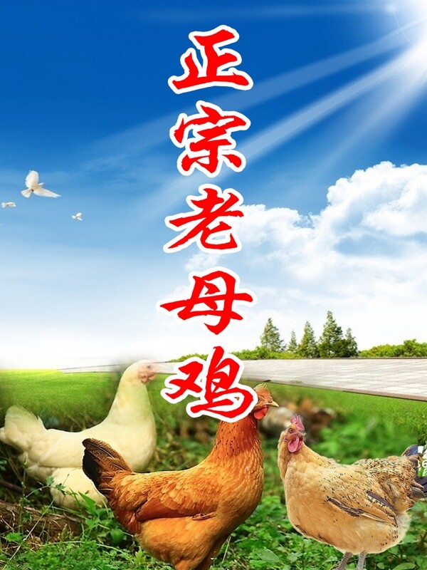 老母雞海報圖片
