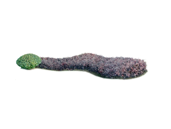 園林植物草坪