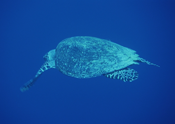 海龟海洋生物