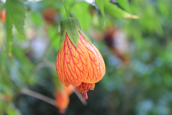 金鈴花圖片