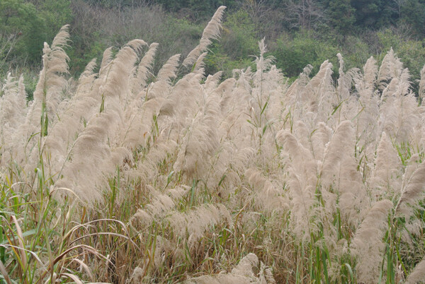 蘆葦花圖片