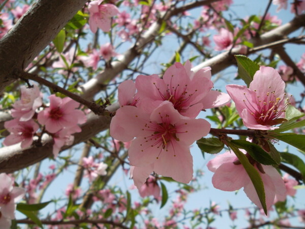 桃花圖片