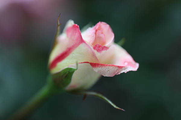 雨后月季花