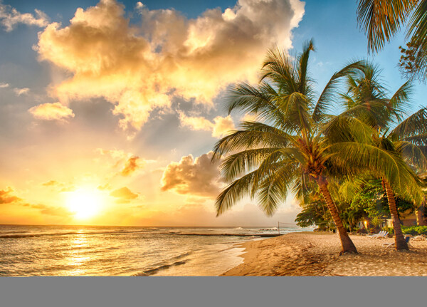 海边日出椰子树图片