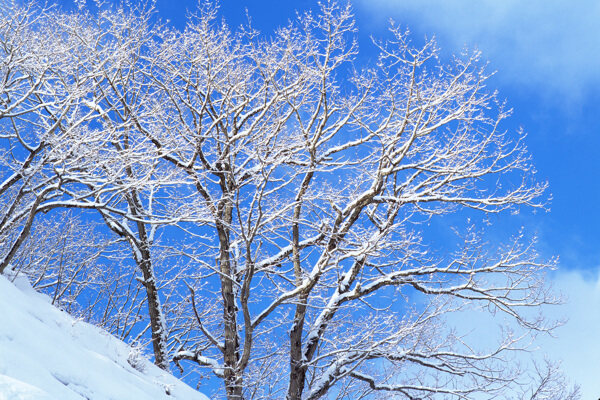 冬天雪景