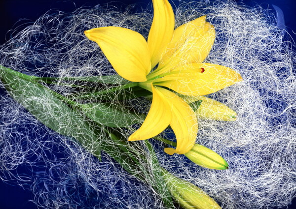 唯美的黄色百合花图片