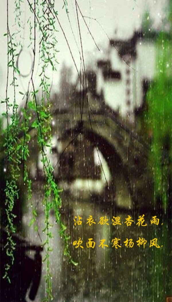 杏花雨