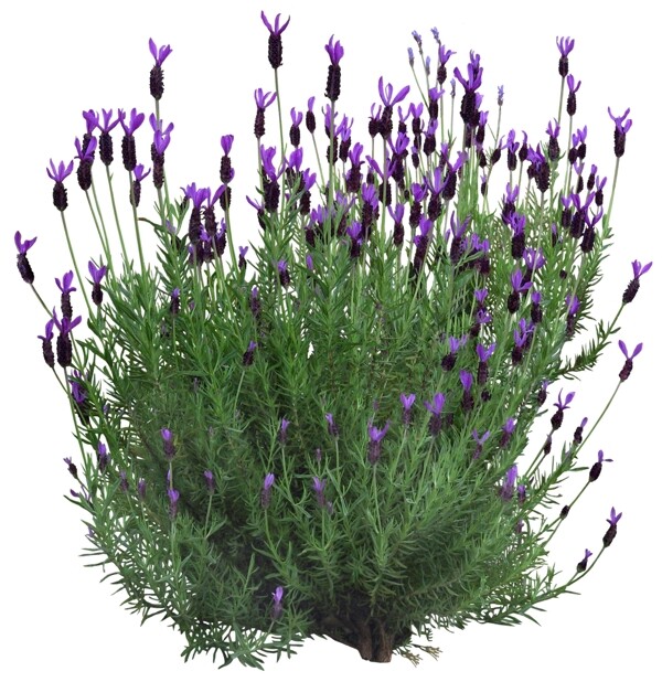 植物花圖片