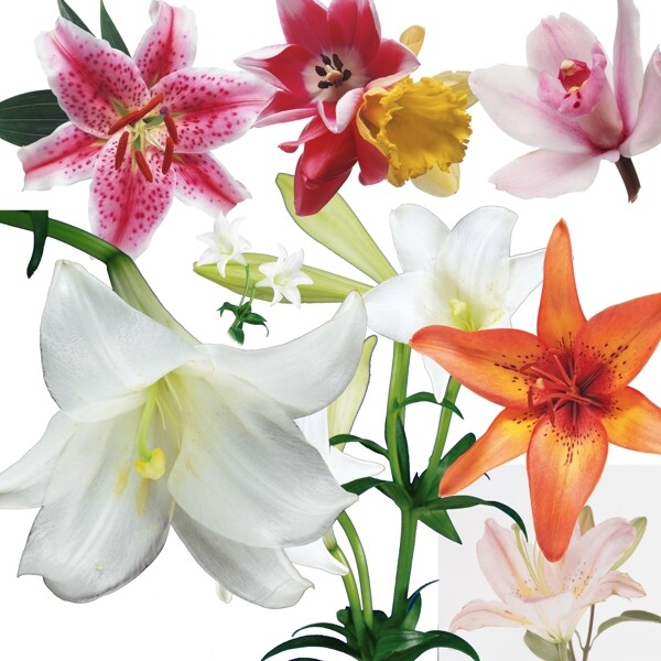 百合花圖片