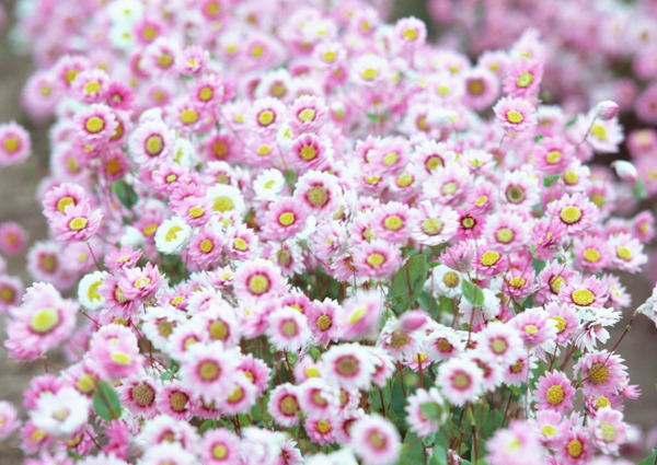 植物鮮花素材