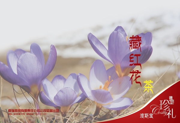 藏紅花畫(huà)冊(cè)圖片
