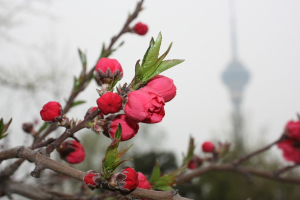 海棠花圖片